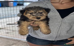 Lakeland Terrier dogs for sale: Lakeland terrier puppies - Image 6