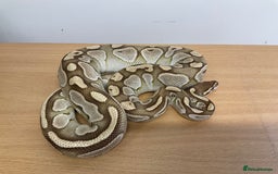 Python Snake reptiles for sale: Royal Pythons  - Image 15