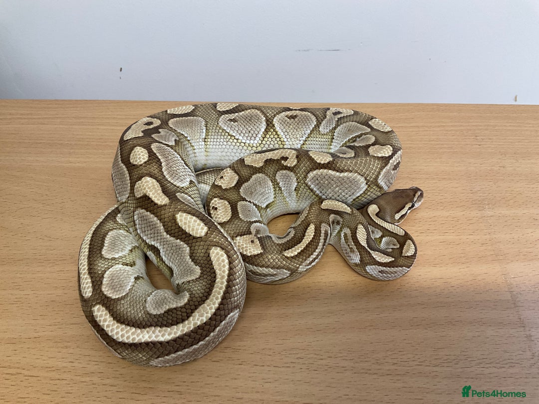 Python Snake reptiles for sale: Royal Pythons  - Image 15