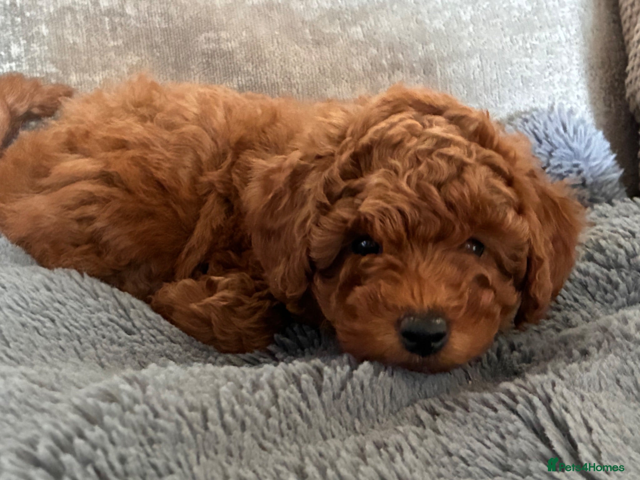 Poochon dogs 🐾 Beautiful Poochon Puppies Cream & Red🐾 - Advert 1