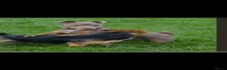 Jack Russell dogs for sale: Miniature jack Russel - Advert 2