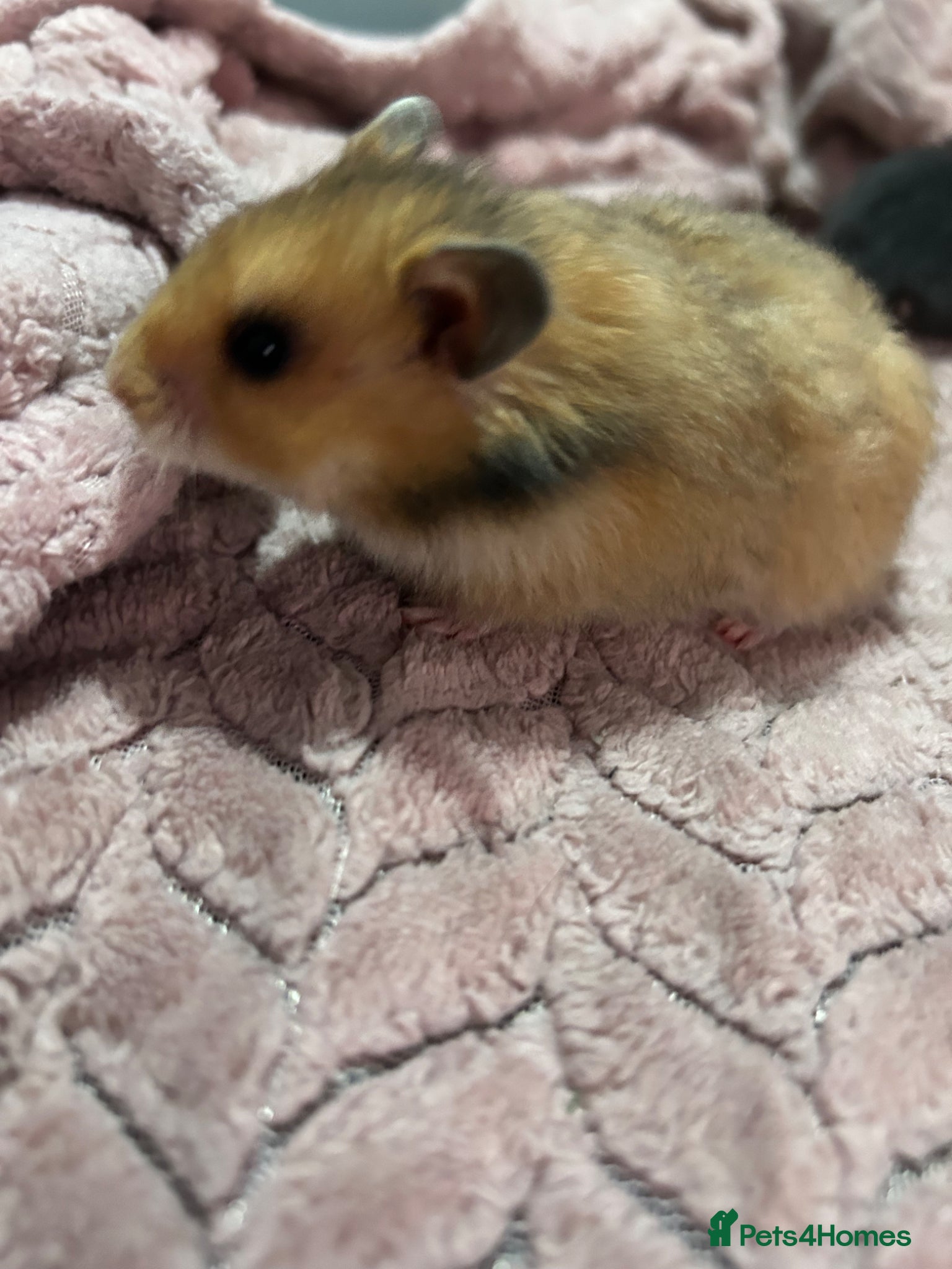 Hamster rodents 14 baby Syrian hamsters - Advert 4