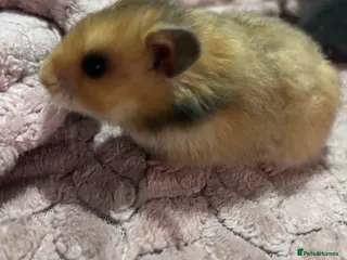 Hamster rodents 14 baby Syrian hamsters - Advert 4