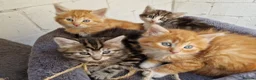 Mixed Breed cats for sale: 🐱 STUNNING KITTENS 😸  - Advert 8