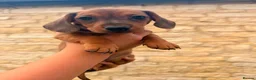 Dachshund dogs for sale: Beautiful Mini Dachshund puppies - Advert 9