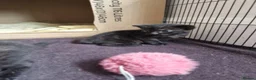 Mixed Breed cats for sale: Russian Blue & Bengal Cross kittens - Advert 17