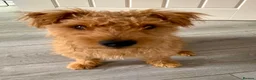 Lakeland Terrier dogs for sale: Vicki  in Solihull - Advert 6