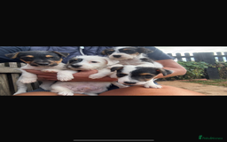 Jack Russell dogs for sale: rough coated Jack Russell  - Image 4