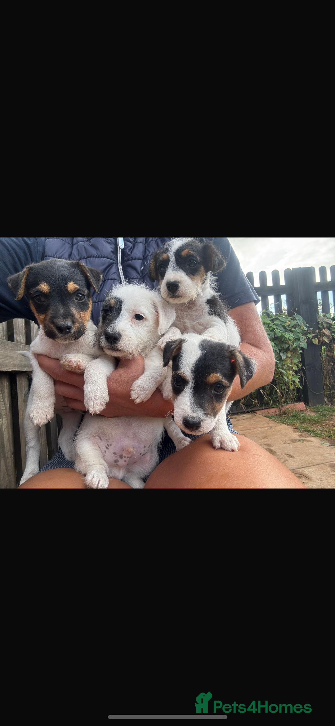 Jack Russell dogs for sale: rough coated Jack Russell  - Image 4