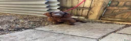 Cocker Spaniel dogs for sale: Working cocker spaniel bitch - Advert 3