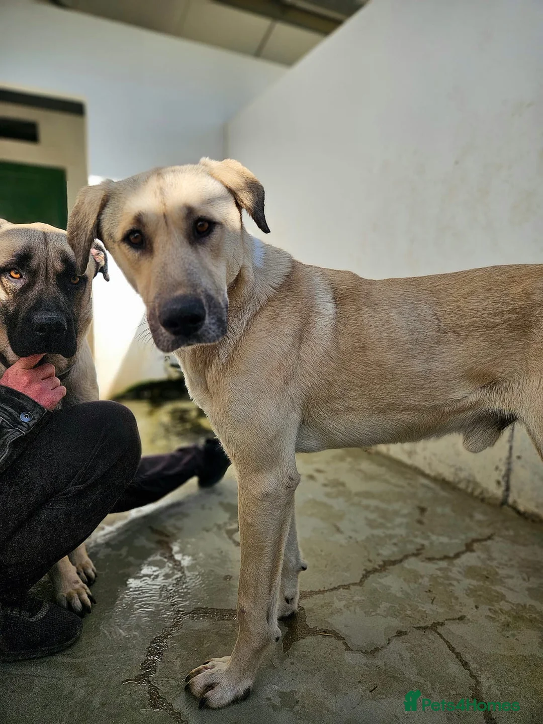 Mixed Breed dogs for adoption: Keith needs a foster or forever home in Spilsby - Advert 2