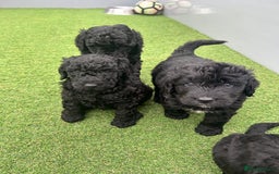 Bernedoodle dogs for sale: Bernedoodle puppies  - Advert 15