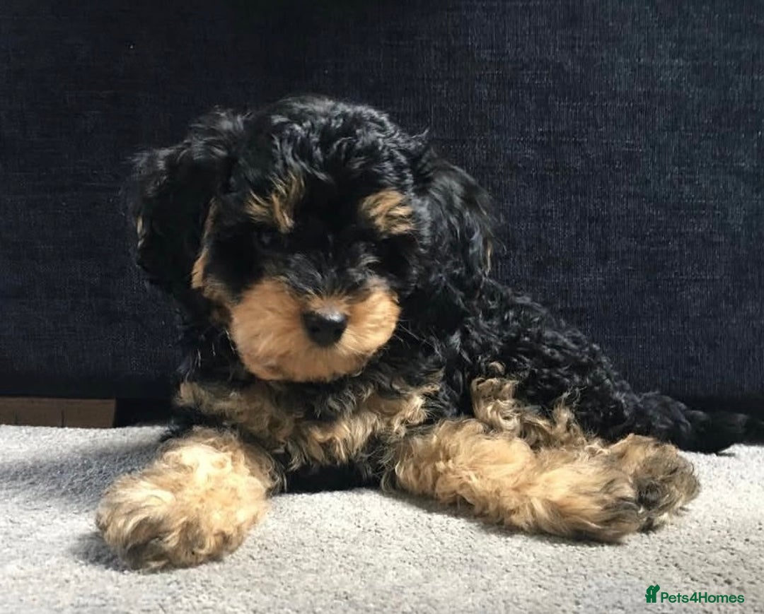 Cockapoo dogs for sale: Black and Tan Cockapoo Puppy - Image 4
