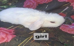 Mini Lop rabbits for sale: Mini lop baby rabbits - Advert 6