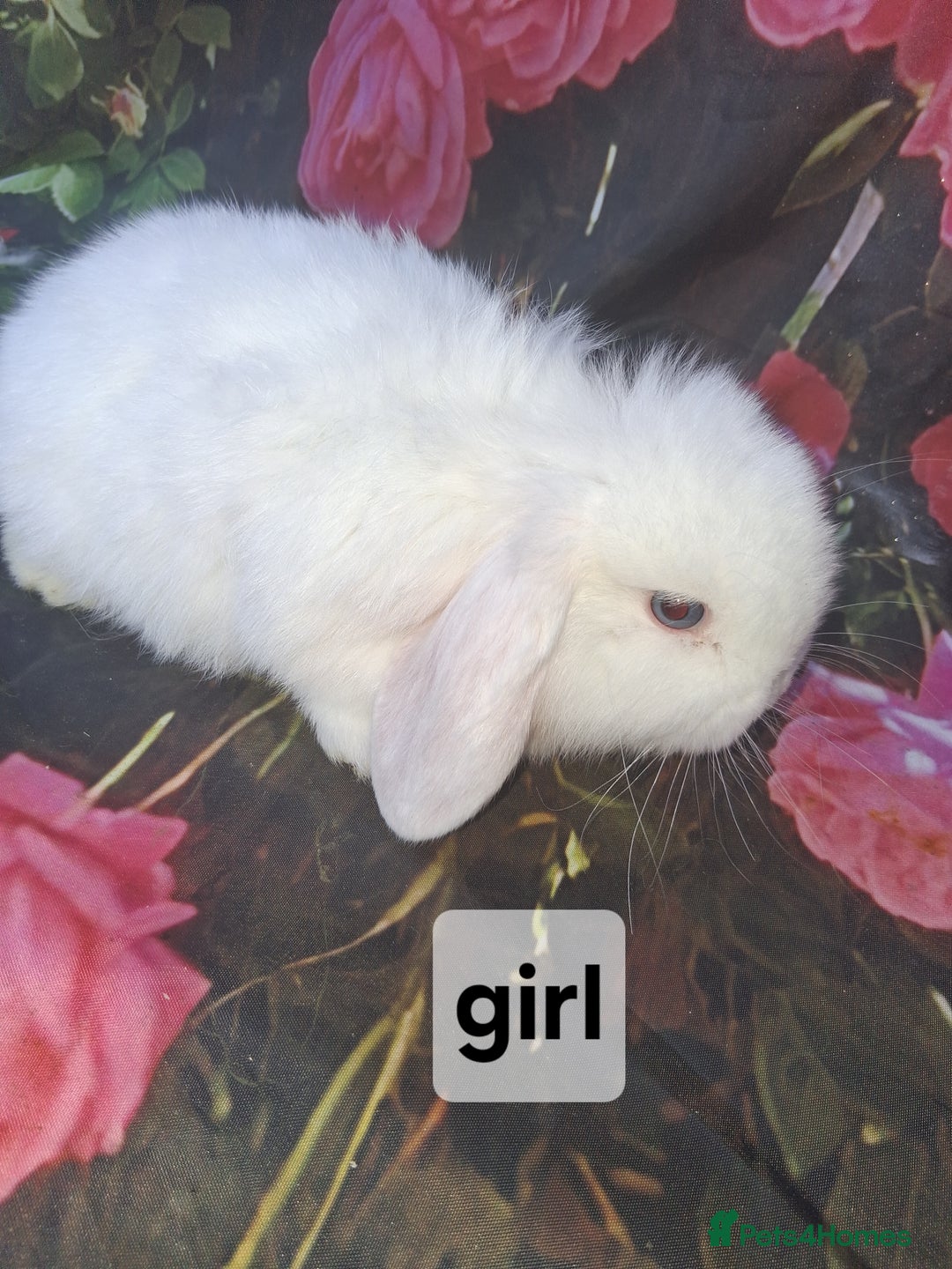 Mini Lop rabbits for sale: Mini lop baby rabbits - Advert 6