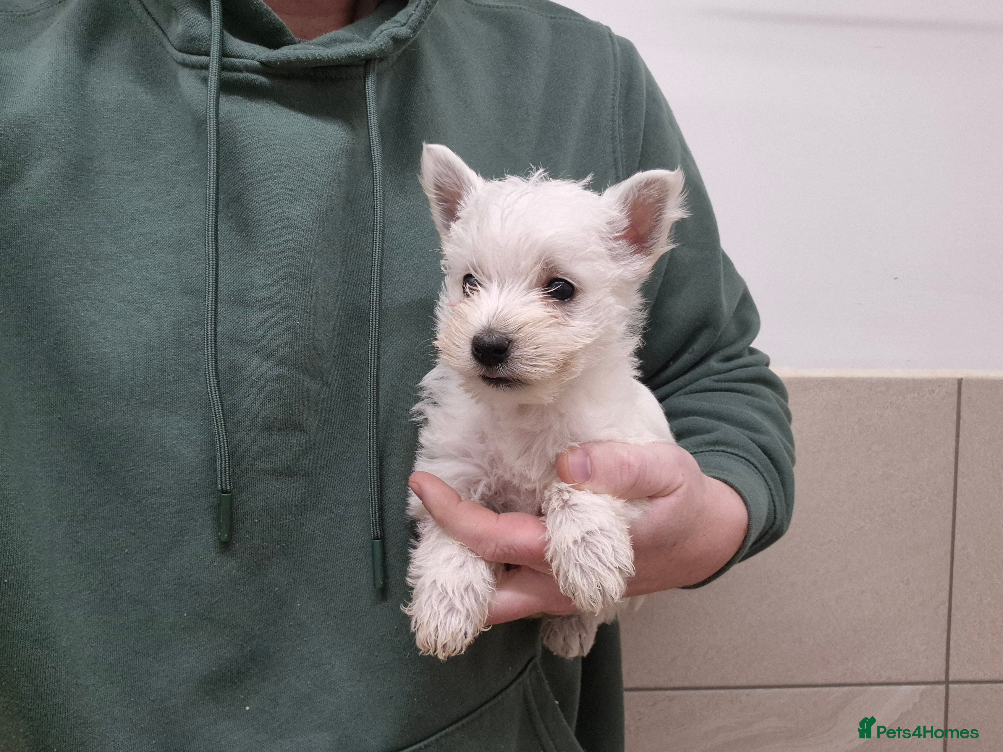 West Highland Terrier dogs West Highland Puppies - Advert 5