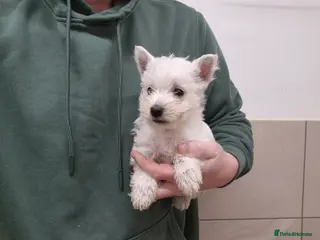 West Highland Terrier dogs West Highland Puppies - Advert 5