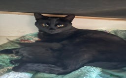 Bengal cats for sale: Bengal Cross Kittens Looking for Loving Homes <3 - Image 3