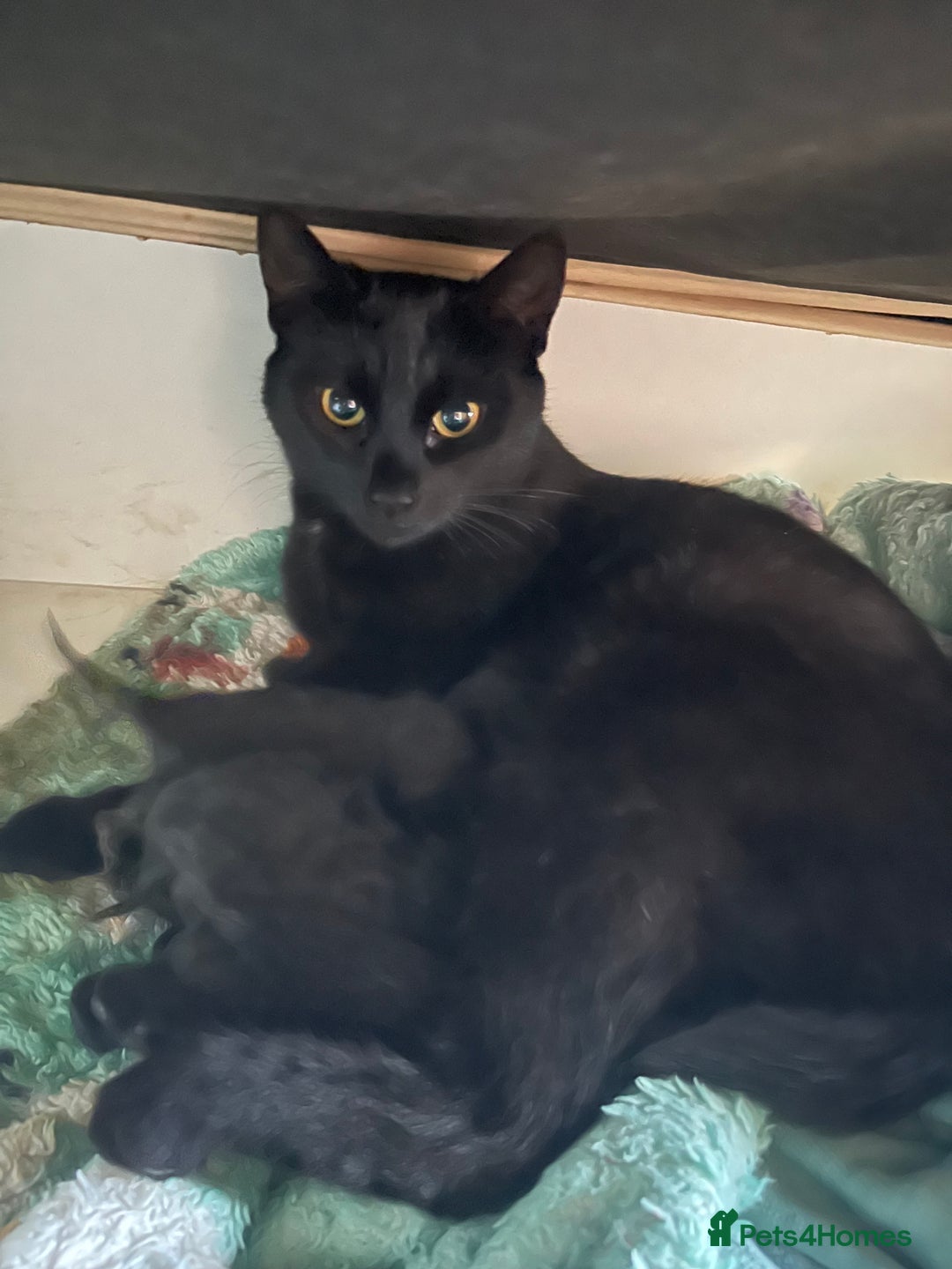 Bengal cats for sale: Bengal Cross Kittens Looking for Loving Homes <3 - Image 3
