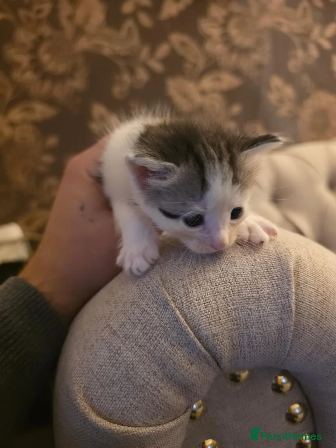 Mixed Breed cats for sale: Beautiful Mixed-Breed Kittens – 5 Weeks Old  in Rotherham - Advert 8