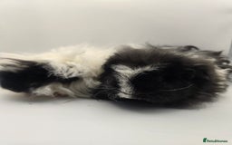 Guinea Pig rodents for sale: Sheltie/Coronet/Merino/Alpaca  GUINEA PIG "SOWS" - Image 8