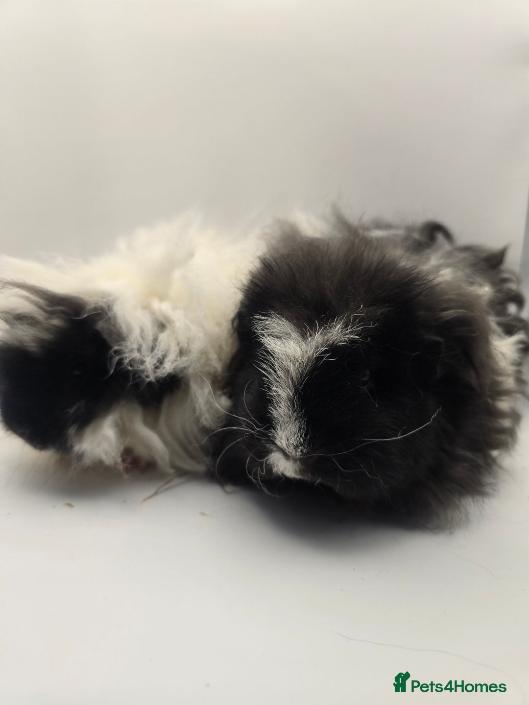 Guinea Pig rodents for sale: Sheltie/Coronet/Merino/Alpaca  GUINEA PIG "SOWS" - Image 8