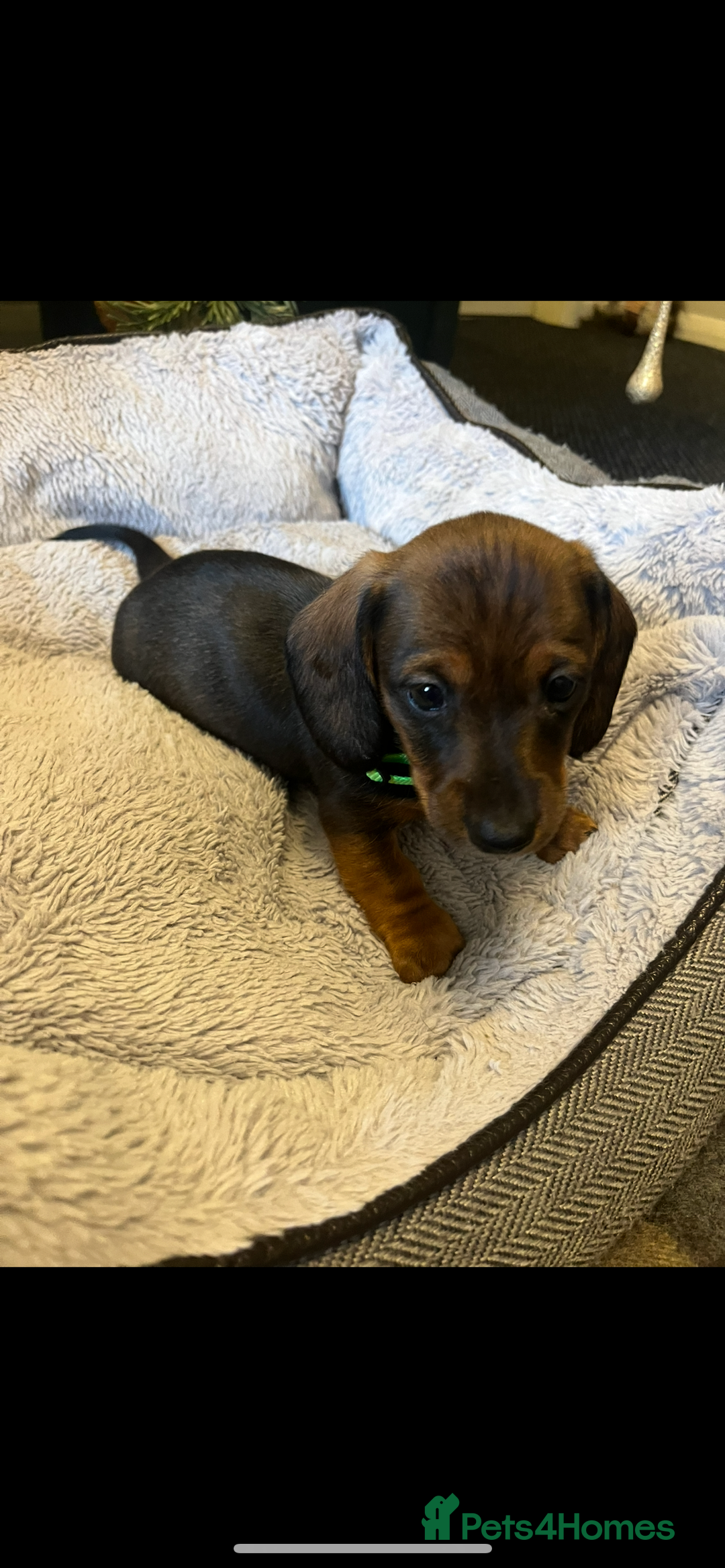 Dachshund dogs for sale: Red dachshund puppies  - Advert 3
