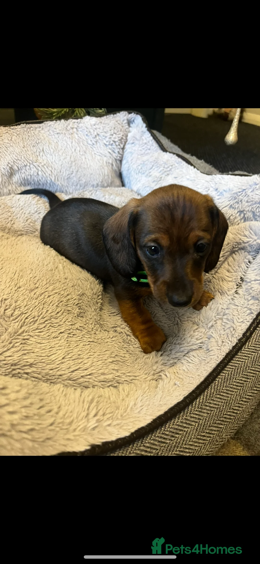 Dachshund dogs for sale: Red dachshund puppies  - Advert 29