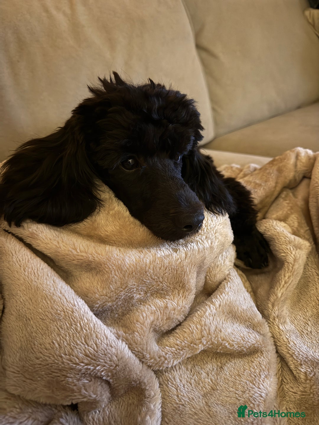 Miniature Poodle dogs for sale: Miniature Poodle - Image 2