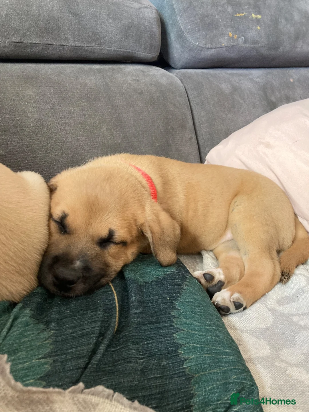 Mixed Breed dogs for sale: Malinois x American bully in Consett - Advert 7