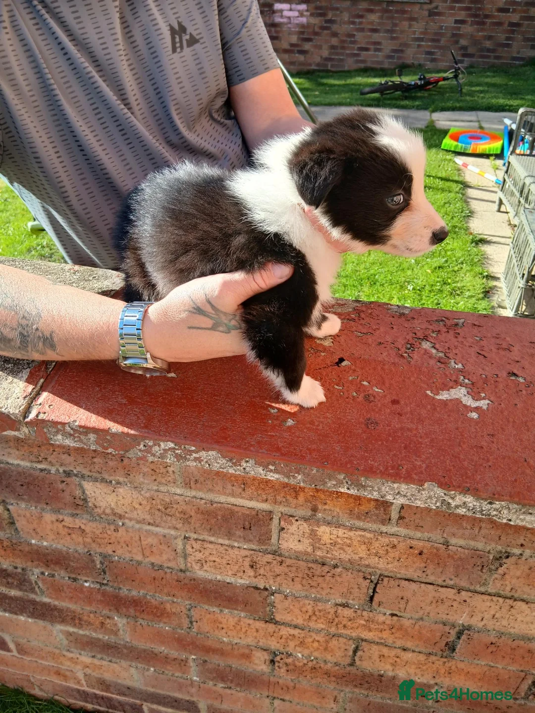 Border Collie dogs for sale: BORDER COLLIE PUPS - Advert 2