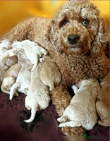 Labradoodle dogs - Advert 11