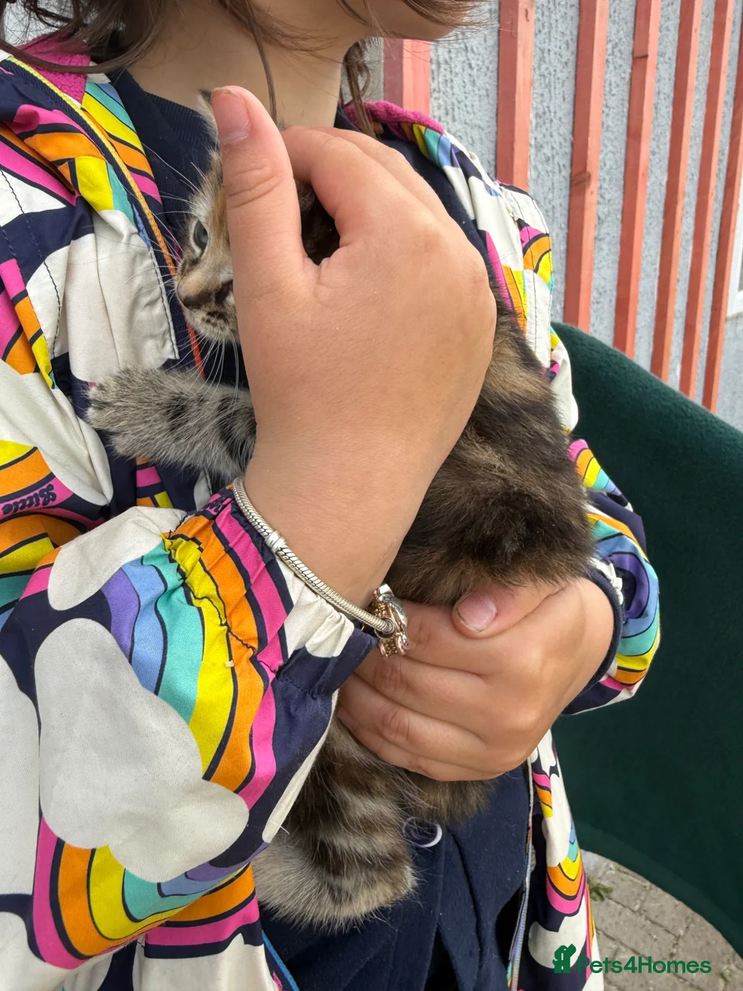 Mixed Breed cats for sale: 2 beautiful kittens very fluffy tabby’s  - Advert 2
