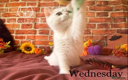 British Shorthair cats for sale: Superb pedigree show quality kittens - Image 8