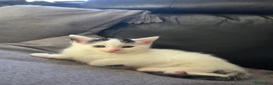 Kitten 1