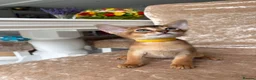 Abyssinian cats for sale: Beautiful abyssinian kittens - Advert 2