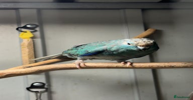 Parakeets birds - Advert 13