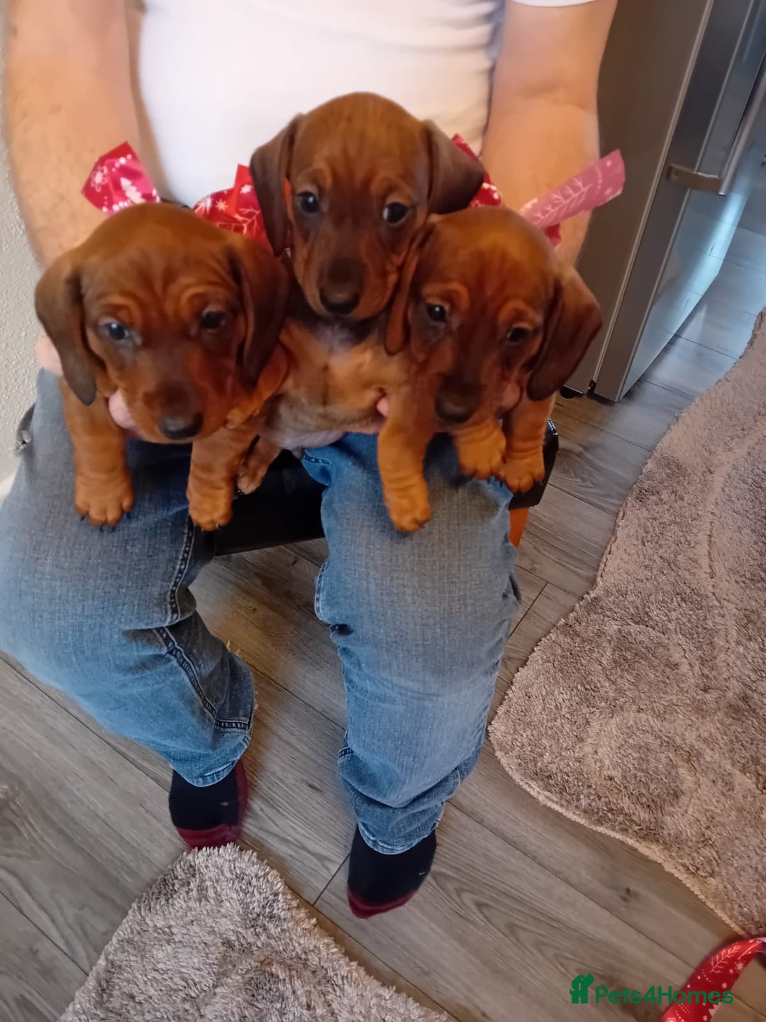 Dachshund dogs for sale: Dachshund puppies  - Advert 3