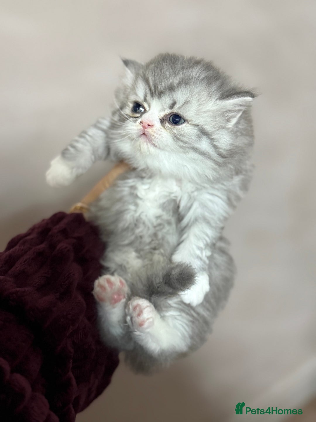 Persian cats for sale: Persian kittens  - Advert 11