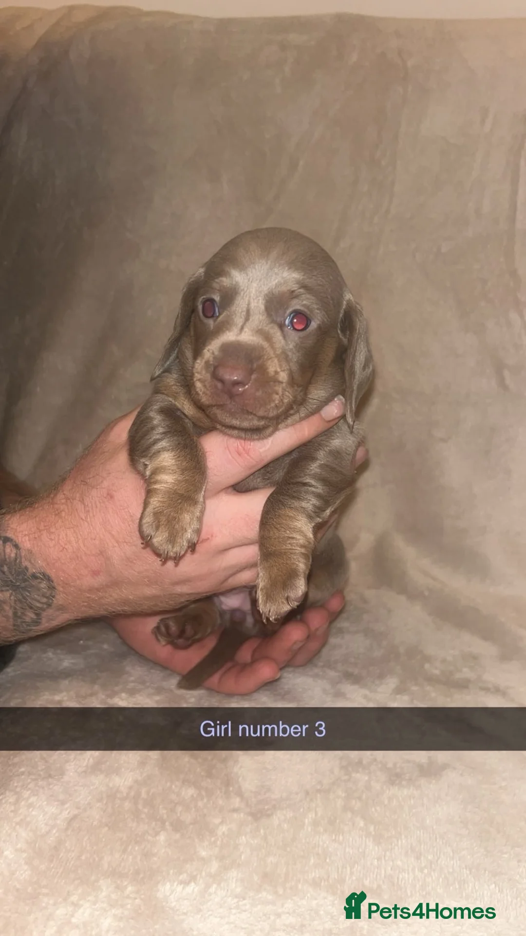 Miniature Dachshund dogs for sale: Miniature Dachshund Puppies for Sale  - Advert 2