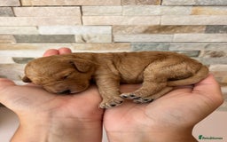 Cockapoo dogs for sale: Beautiful F1 Cockapoo Puppies  - Image 6