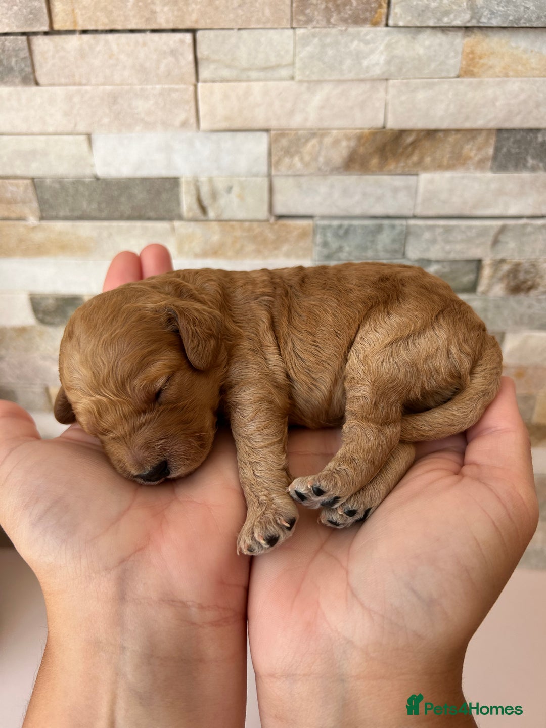 Cockapoo dogs for sale: Beautiful F1 Cockapoo Puppies  - Image 6