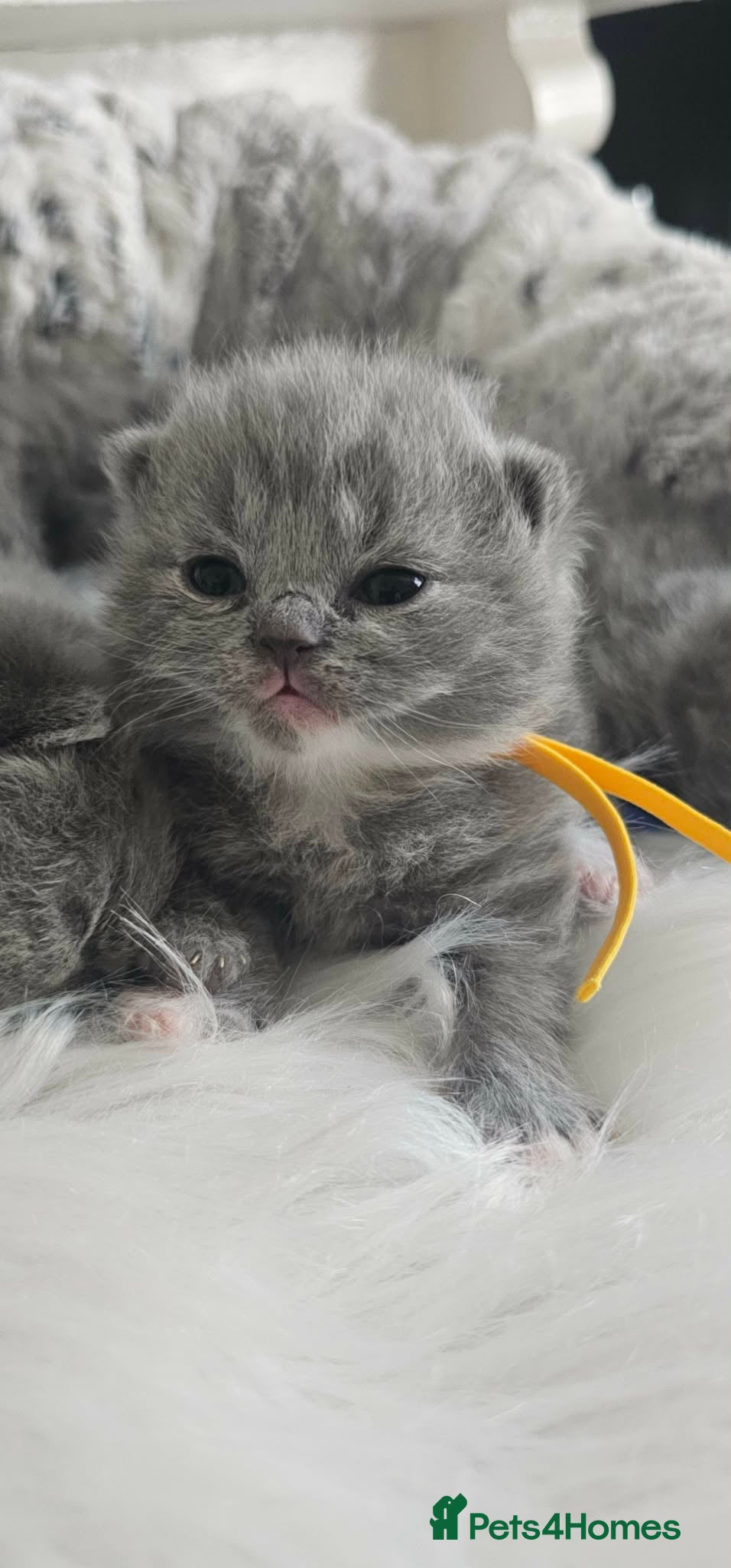 British Shorthair cats British Shorthair Kittens GCCF - Advert 1