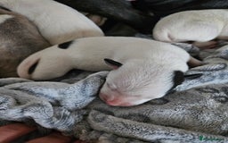 Staffordshire Bull Terrier dogs for sale:  Unique Classic Markings - Image 22
