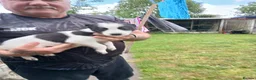 Lurcher dogs for sale: Stunning lurcher pups - Advert 7