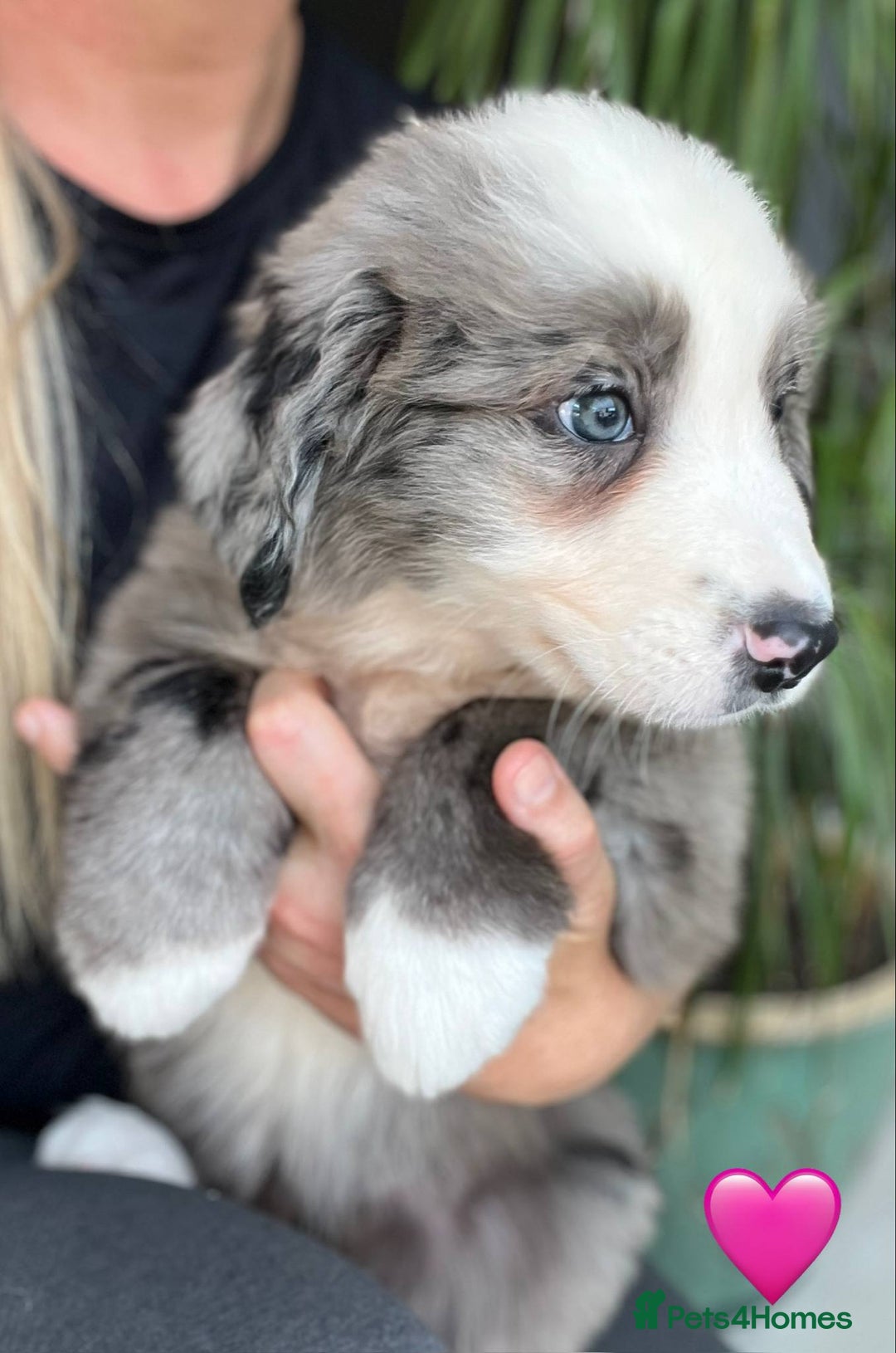 Bernese Mountain Dog dogs for sale: Stunning Chunky Bordernese Puppies - Image 22