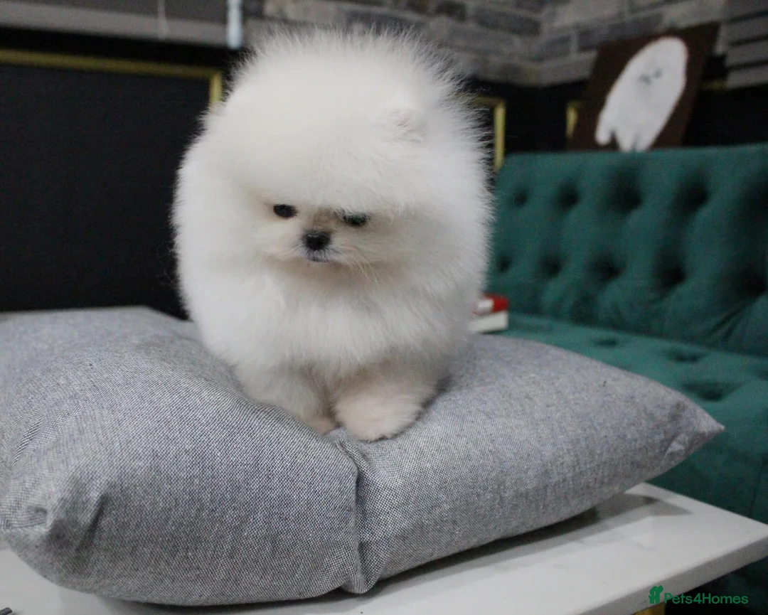 Pomeranian dogs for sale: Amazing pure white KC puppies looking for lovely🏠 - Advert 2
