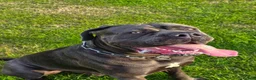 Cane Corso dogs for sale:  Male Cane Corso for experienced home in Dundee - Advert 2
