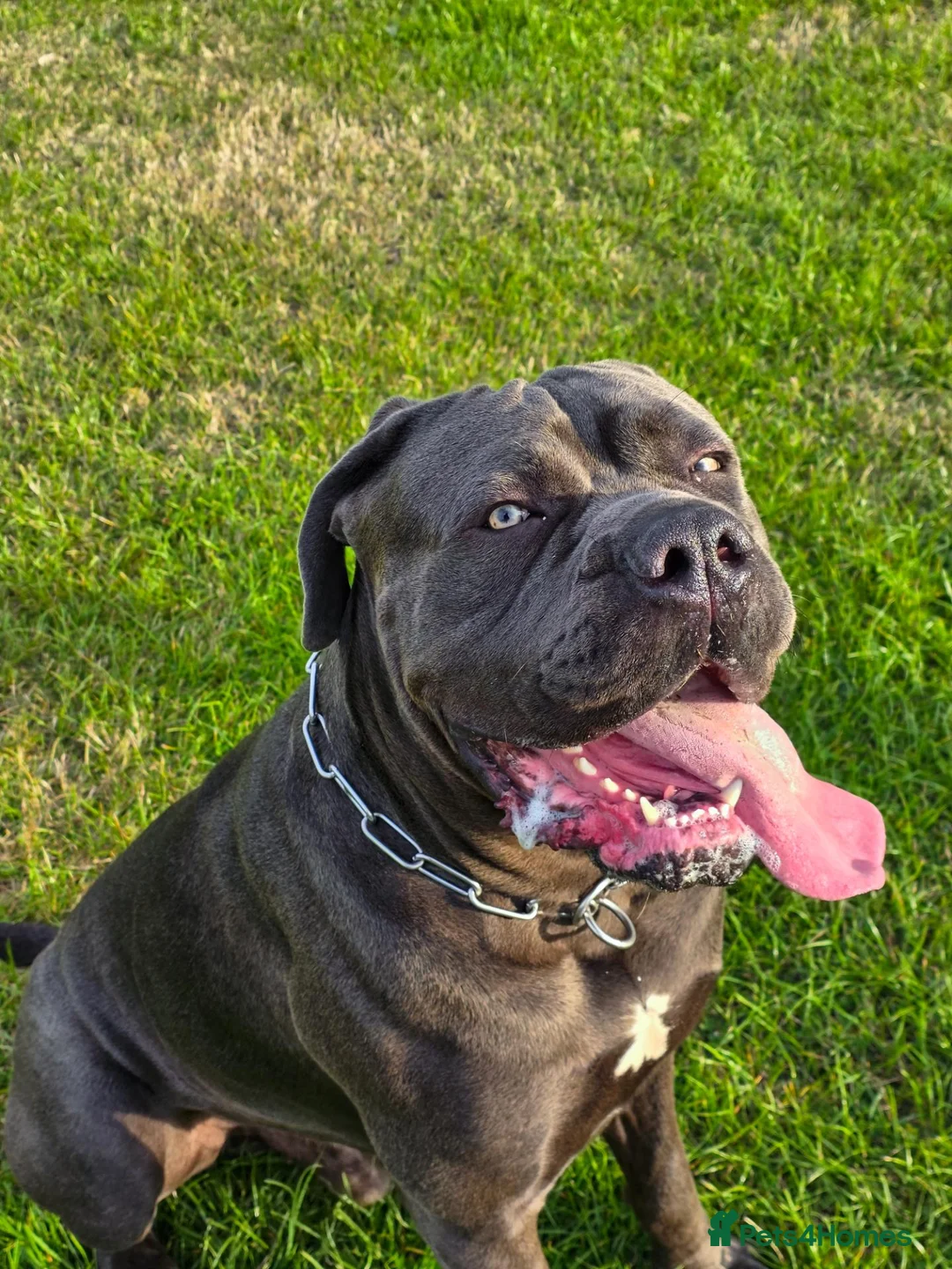 Cane Corso dogs for sale:  Male Cane Corso for experienced home in Dundee - Advert 2