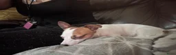 Mixed Breed dogs for sale: 10 month old jack x chihuahua  - Advert 3
